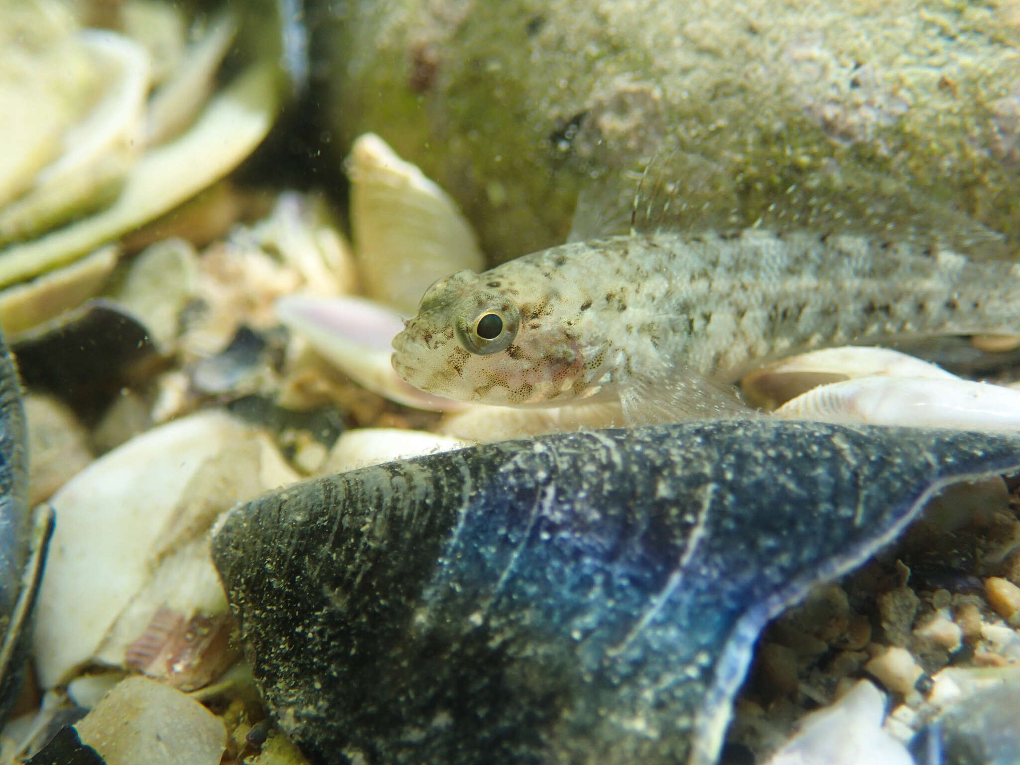 Image of Rock Goby