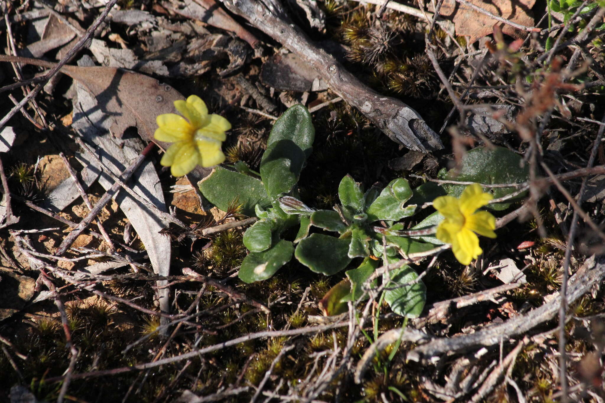 Image of Goodenia blackiana R. C. Carolin