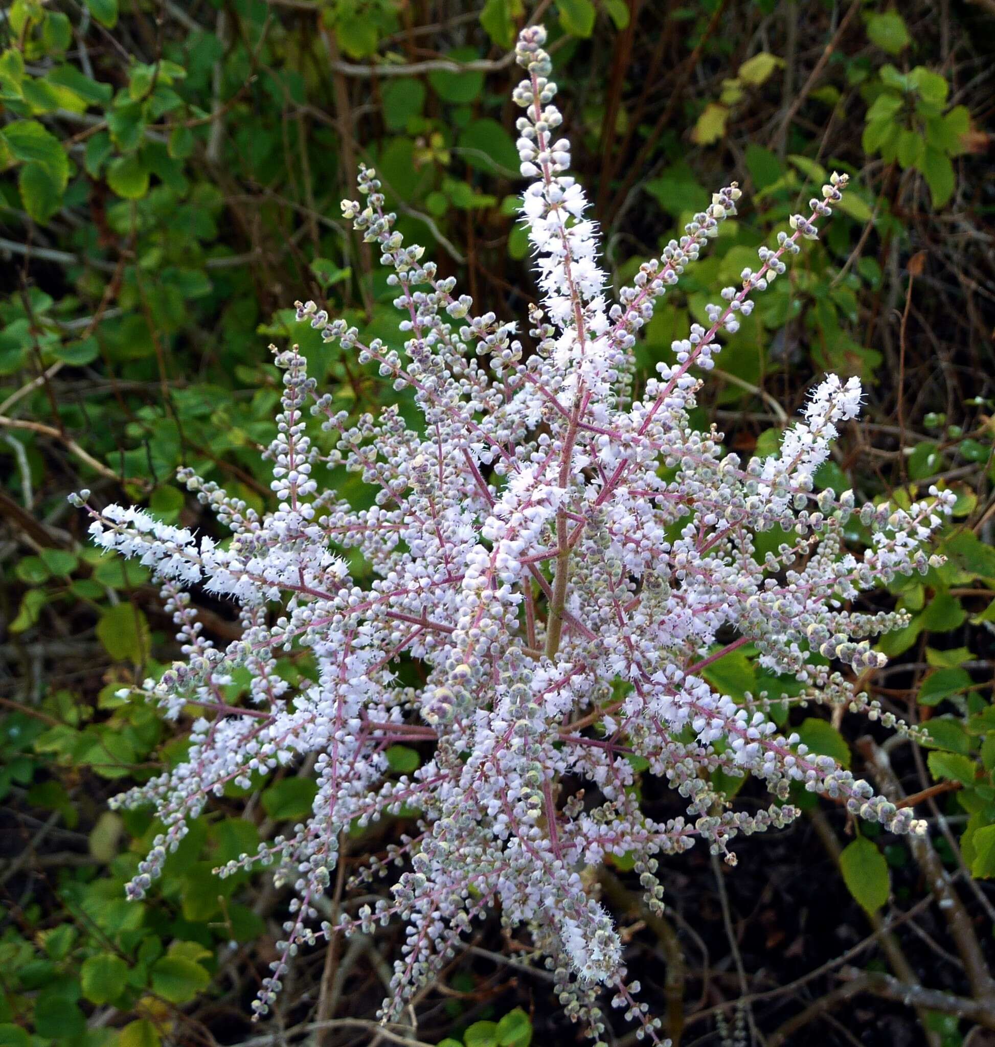 Слика од Tetradenia