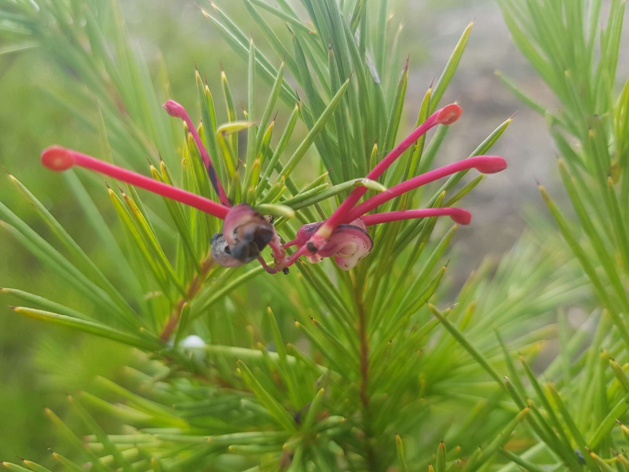 Image of Grevillea rosmarinifolia A. Cunn.