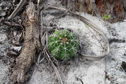 Image of Melocactus violaceus subsp. ritteri N. P. Taylor