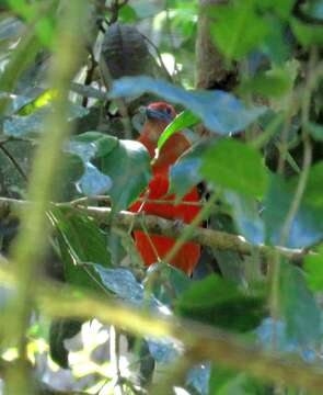 Image of Red-headed Trogon