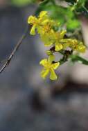 Image of Round-Seed St. John's-Wort