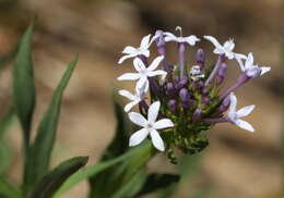 Image de Pentanisia angustifolia (Hochst.) Hochst.