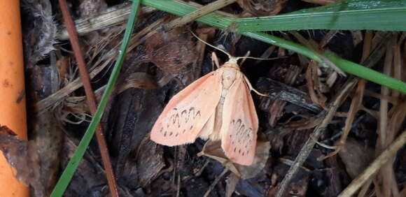 Image of rosy footman