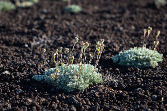 Plancia ëd Artemisia glomerata Ledeb.