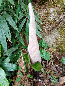 Image of Amorphophallus hewittii Alderw.