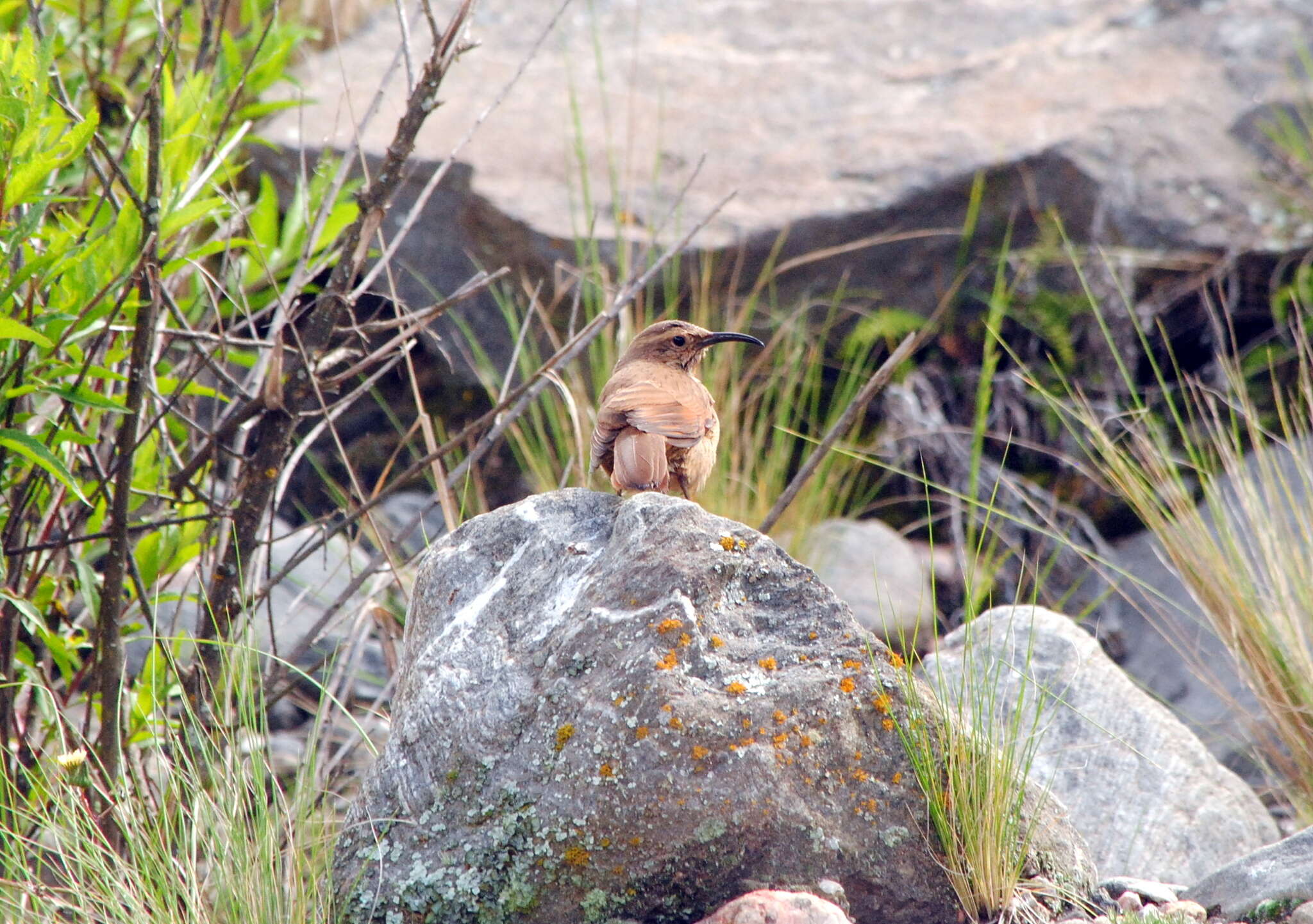 Image of Buff-breasted Earthcreeper