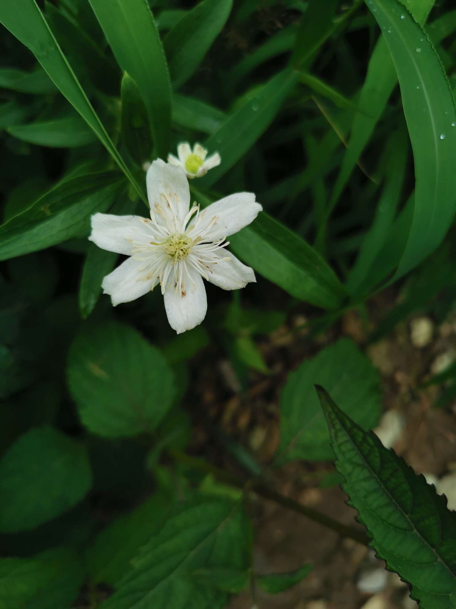 Imagem de Clematis hexapetala Pall.