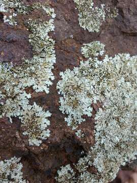 Image of Baltimore flavoparmelia lichen