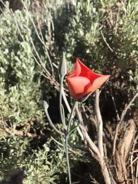 Image de Calochortus kennedyi var. kennedyi