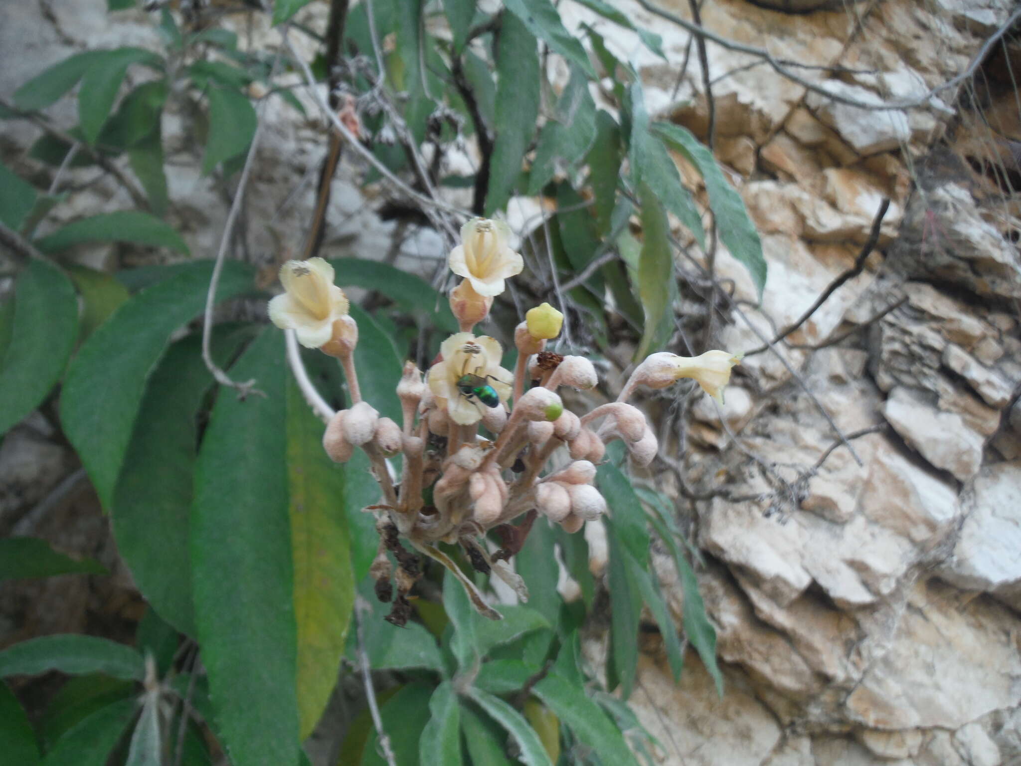 Imagem de Rhytidophyllum leucomallon Hanst.