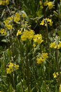 Image of Primula prolifera Wall.