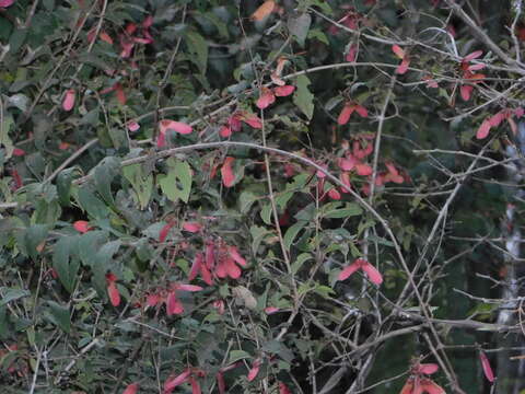 Image of Heteropterys palmeri Rose