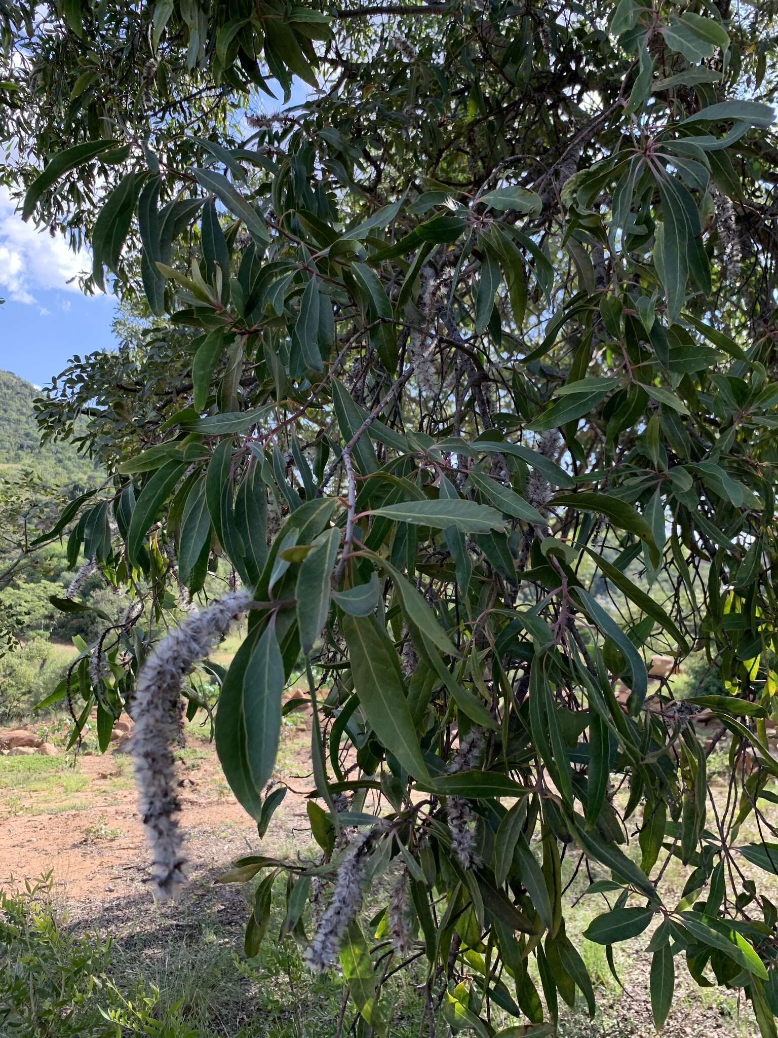 Image of Transvaal beech