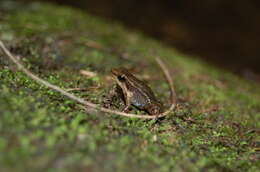 Image of Hyloxalus infraguttatus (Boulenger 1898)