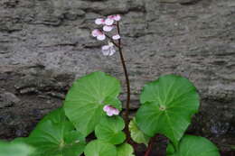 Image de Begonia fenicis Merr.