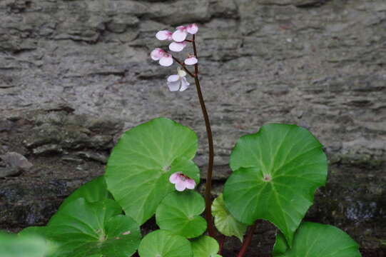 Image of Begonia fenicis Merr.