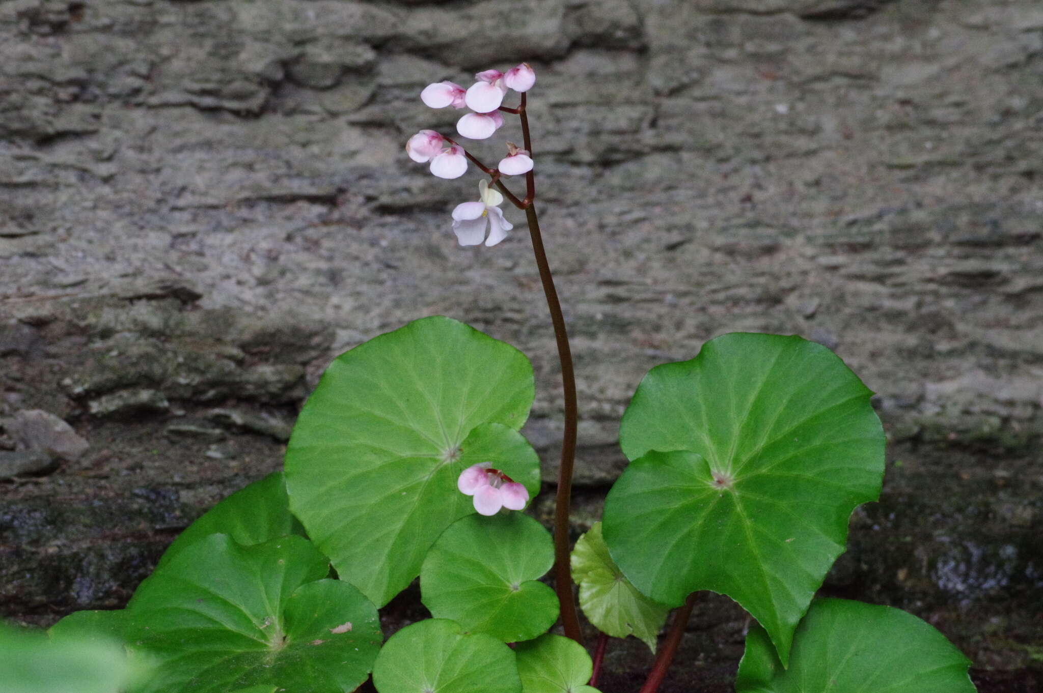 Слика од Begonia fenicis Merr.