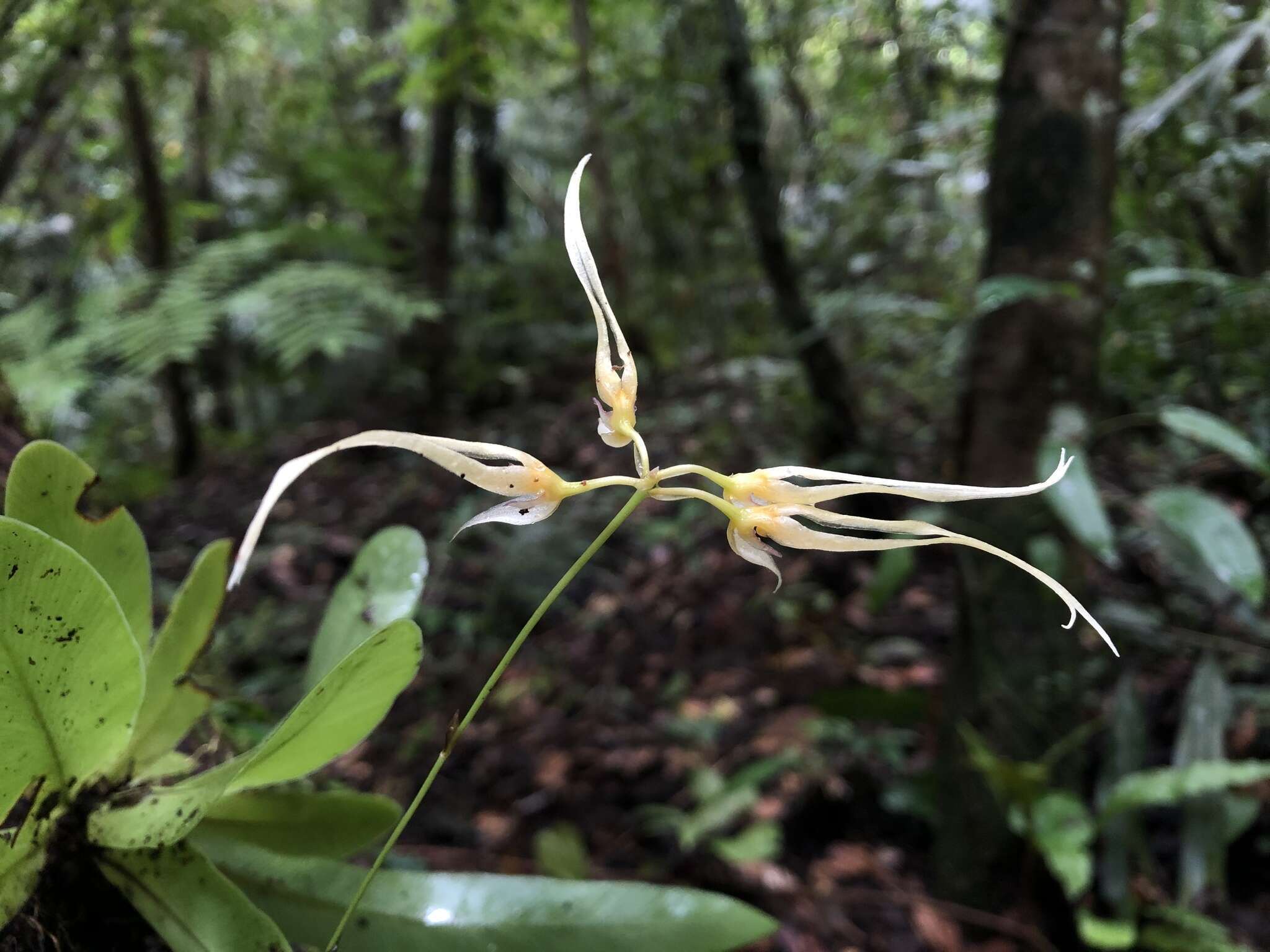 Imagem de Bulbophyllum macraei (Lindl.) Rchb. fil.