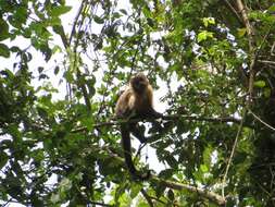 Image of Black-capped Capuchin