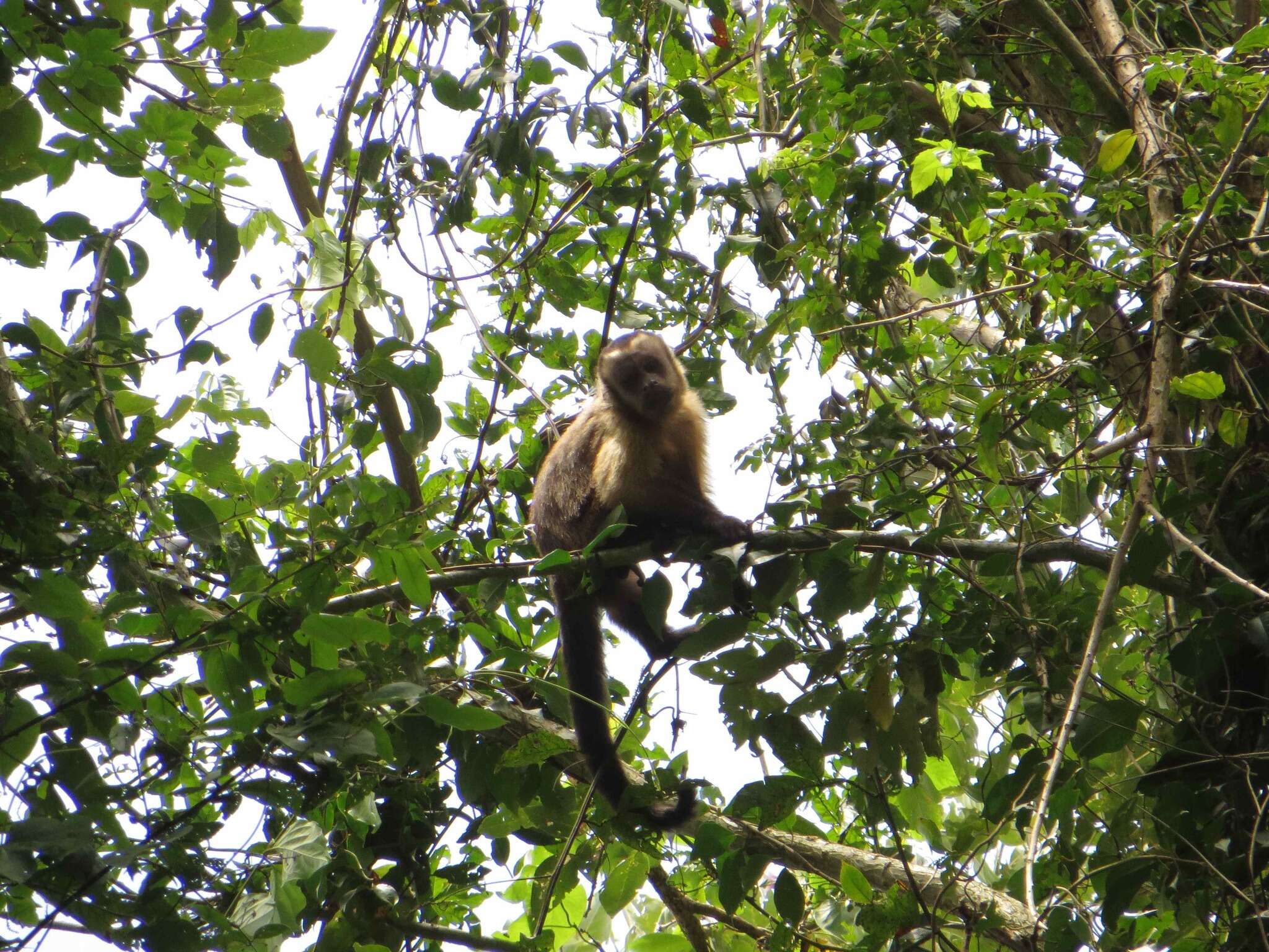 Image of Black-capped Capuchin