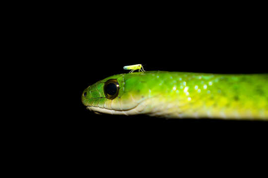 Image of Western Green Snake