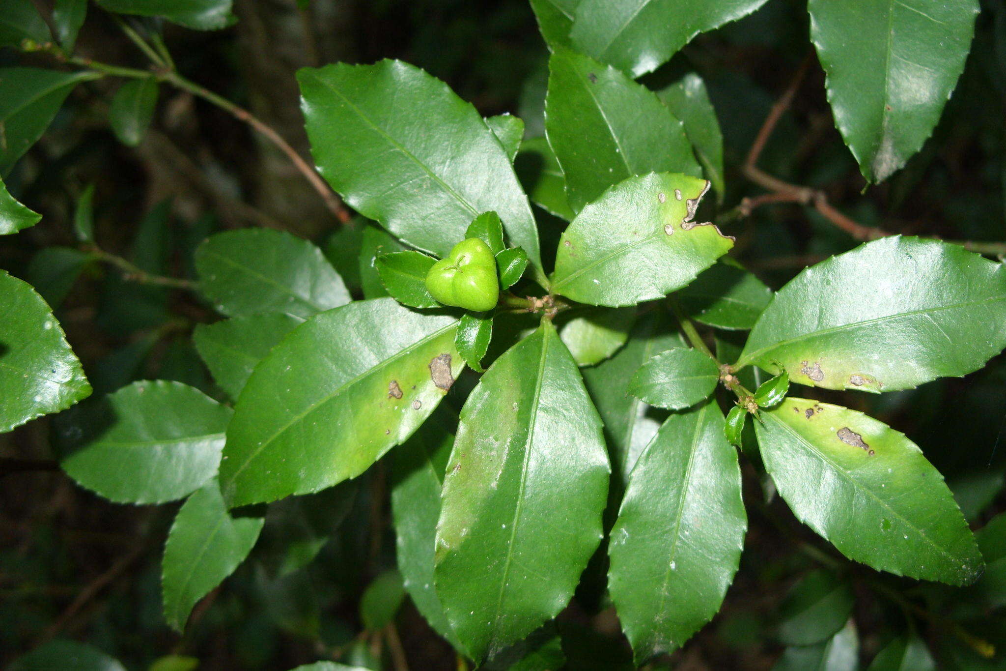 Image of Excoecaria simii (Kuntze) Pax