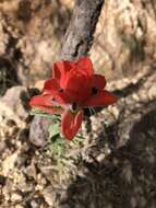 Image of Trans-Pecos Indian paintbrush