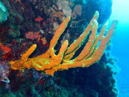 Image of common antler sponge