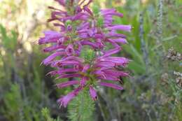 Image of Erica abietina subsp. atrorosea E. G. H. Oliv. & I. M. Oliv.