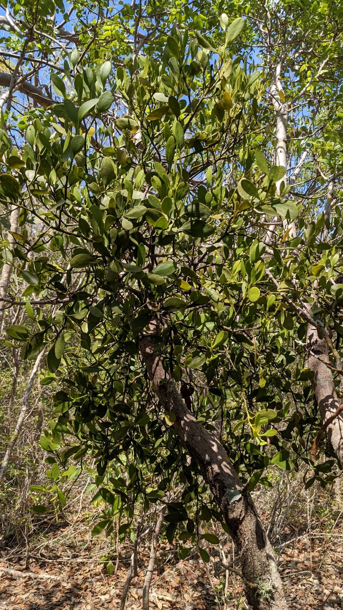 Image de Phoradendron rubrum (L.) Griseb. ex Eichl.