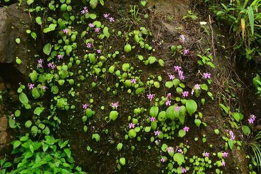 Impatiens acaulis Arn. resmi