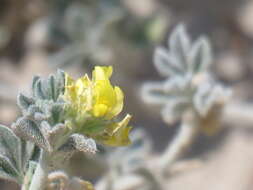 Plancia ëd Medicago marina L.