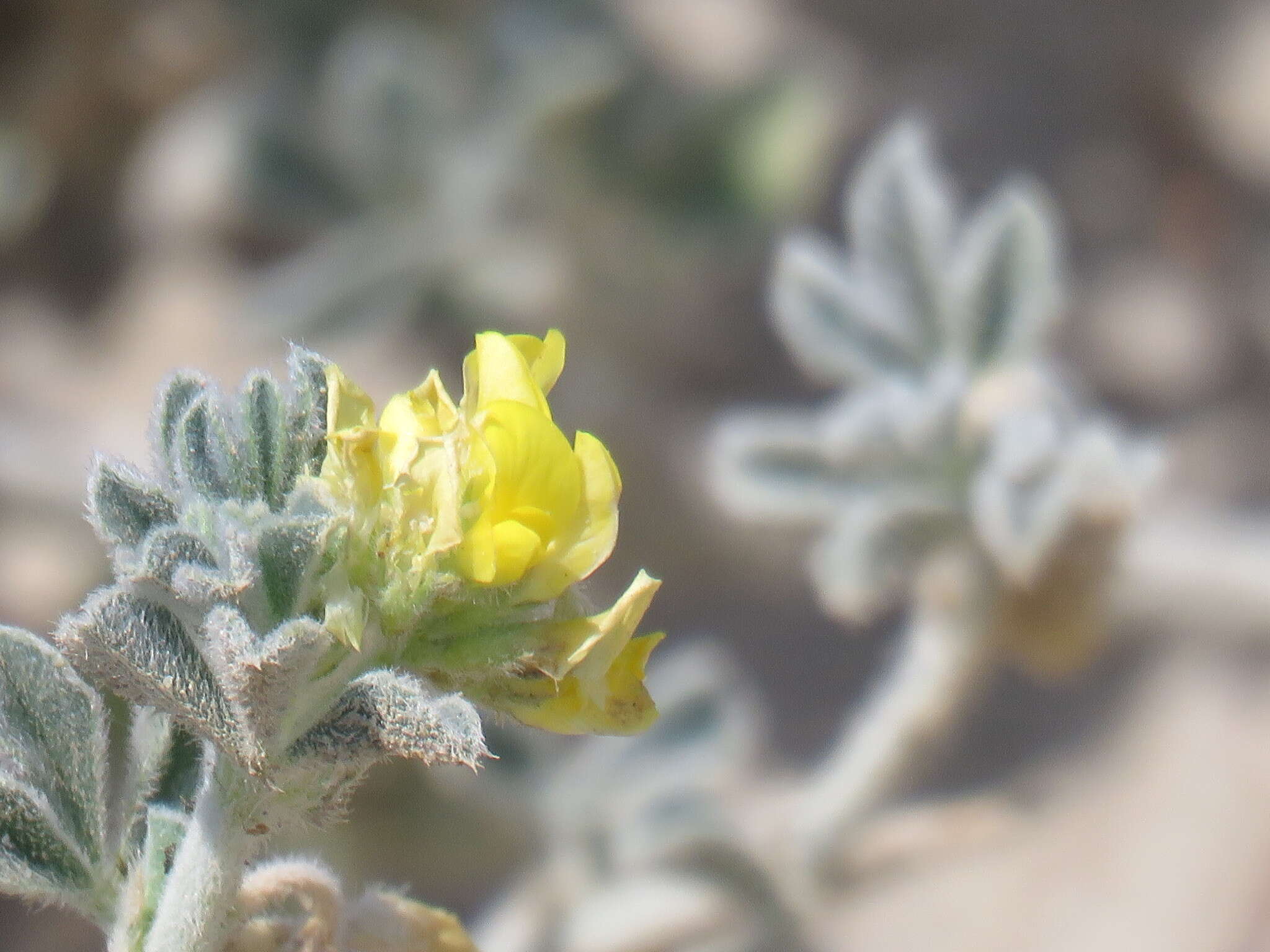 Plancia ëd Medicago marina L.