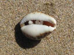 Image of Notocypraea angustata (Gmelin 1791)