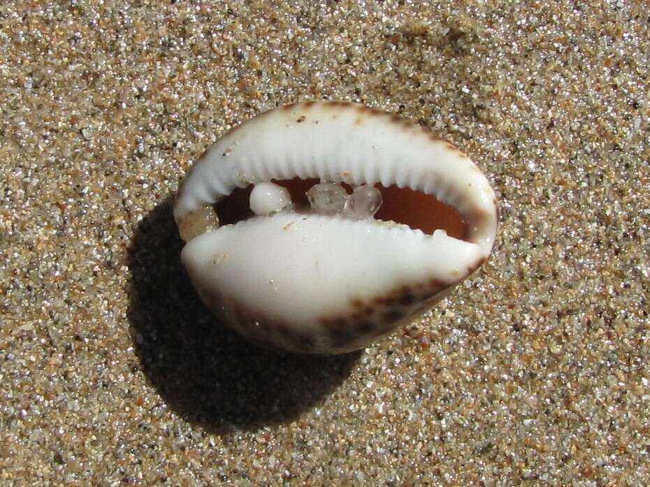 Image of Notocypraea angustata (Gmelin 1791)