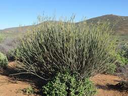 Image of Euphorbia ephedroides E. Mey. ex Boiss.