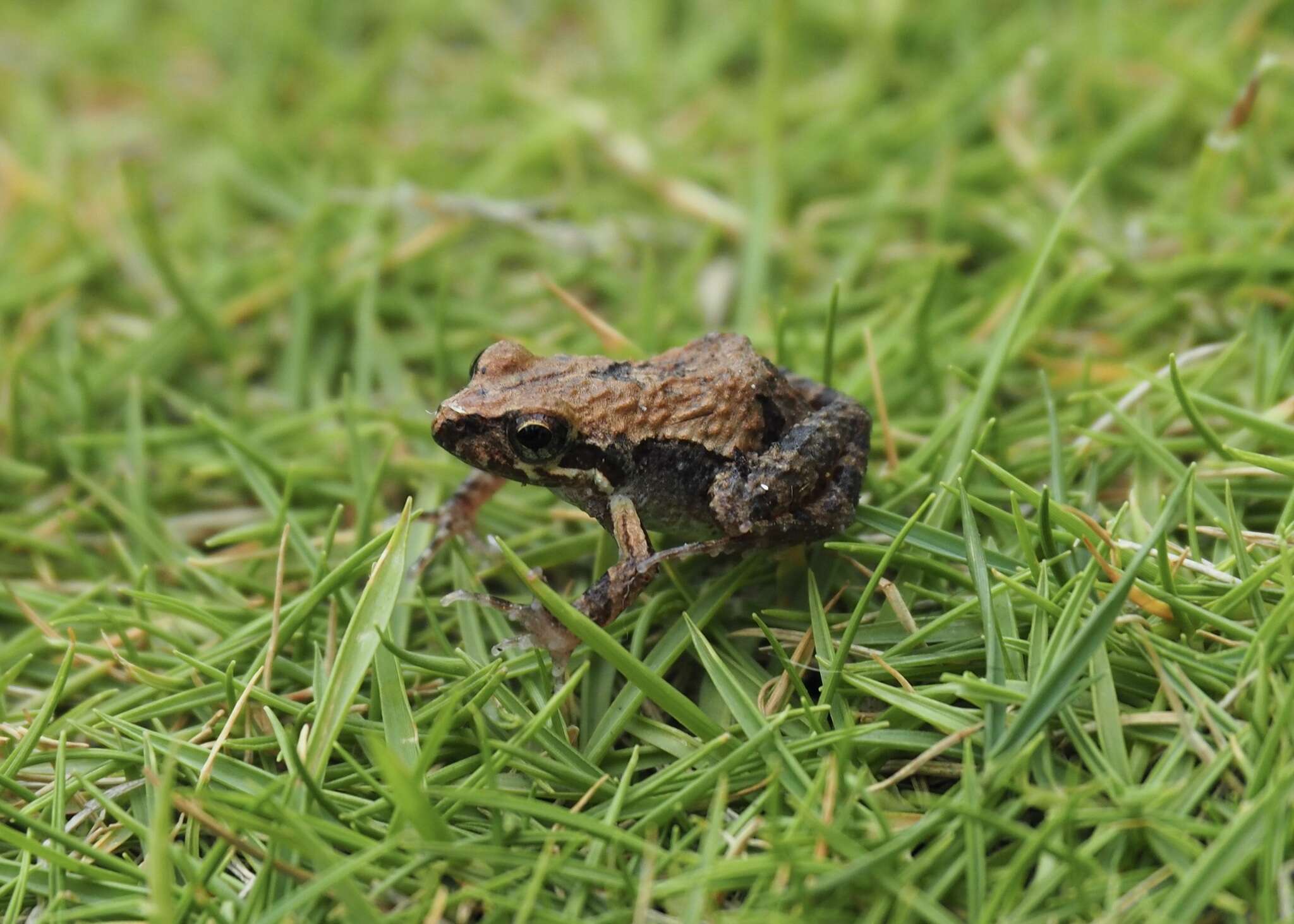 Image of Leptodactylus labrosus Jiménez de la Espada 1875