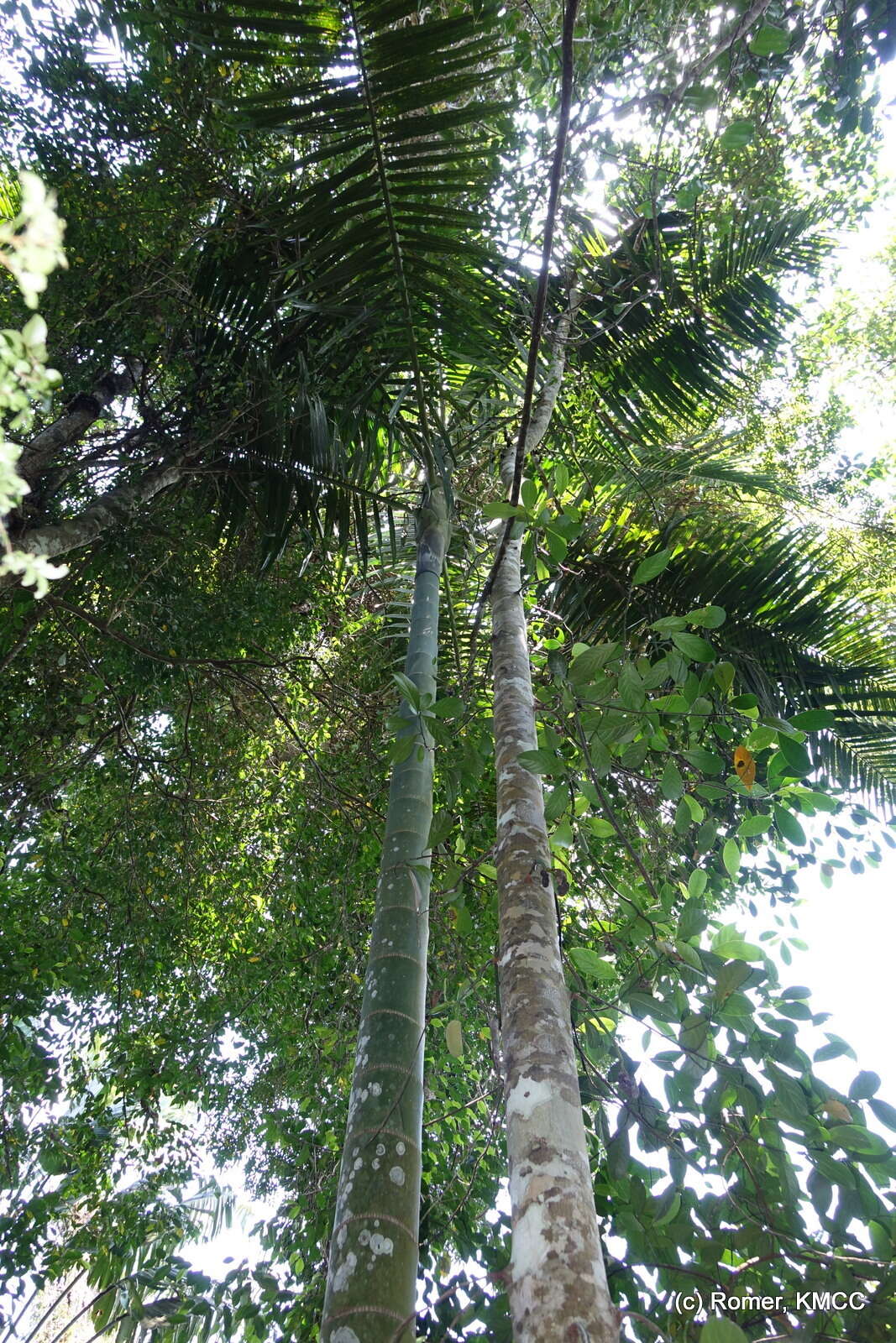 Image of Dypsis ifanadianae Beentje