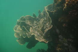 Image of Pagoda coral