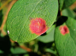 Image of Exobasidium pachysporum Nannf. 1981