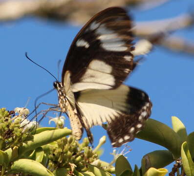 Image of African Swallowtail