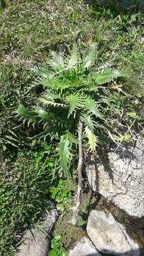 Plancia ëd Eryngium elegans Cham. & Schltdl.