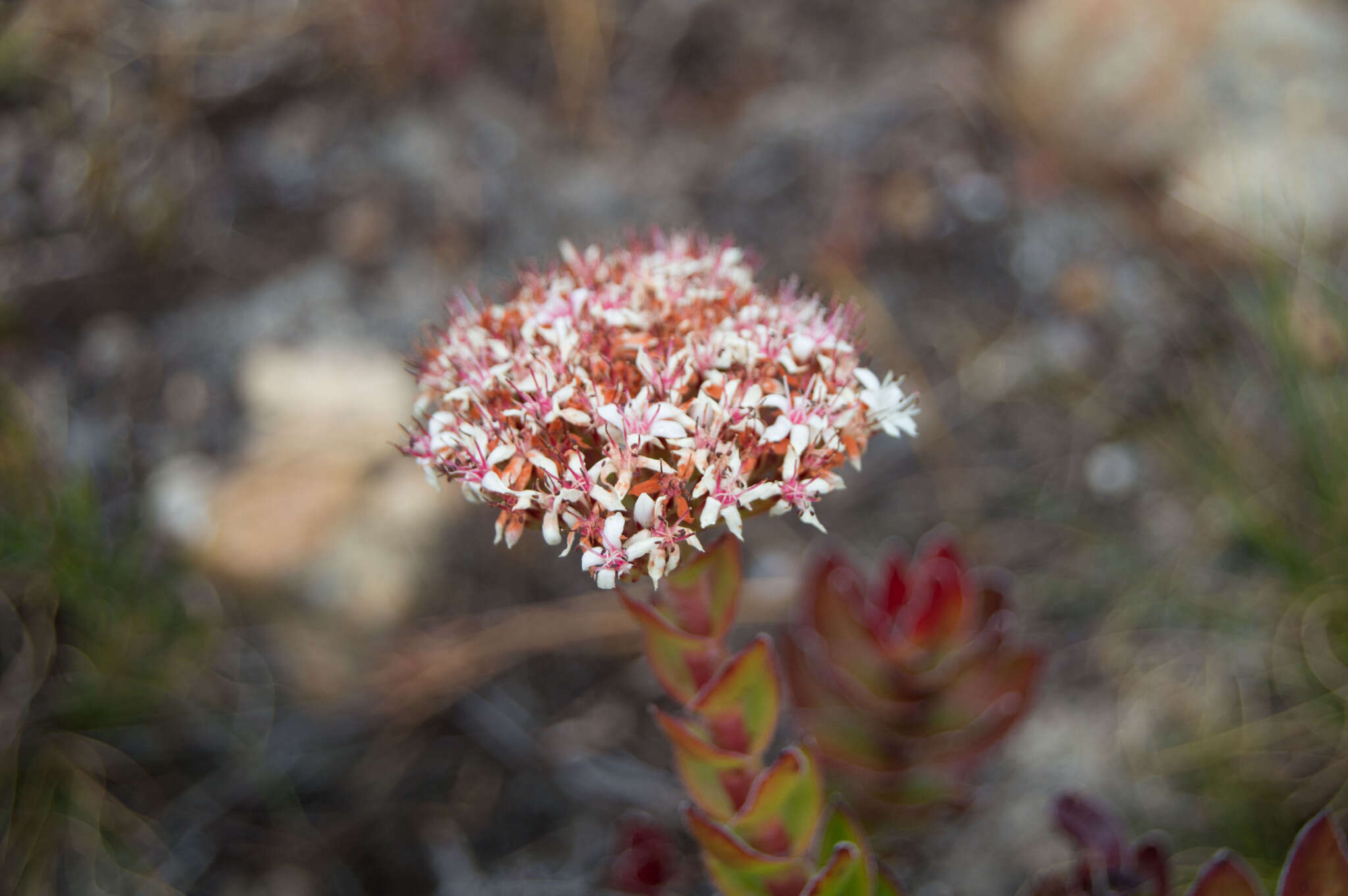 Image of Crassula dejecta Jacq.