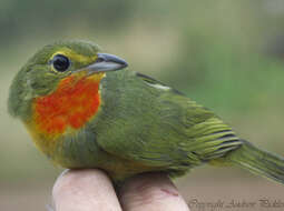 Слика од Telophorus viridis quadricolor (Cassin 1851)