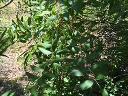 Image de Juglans californica S. Wats.