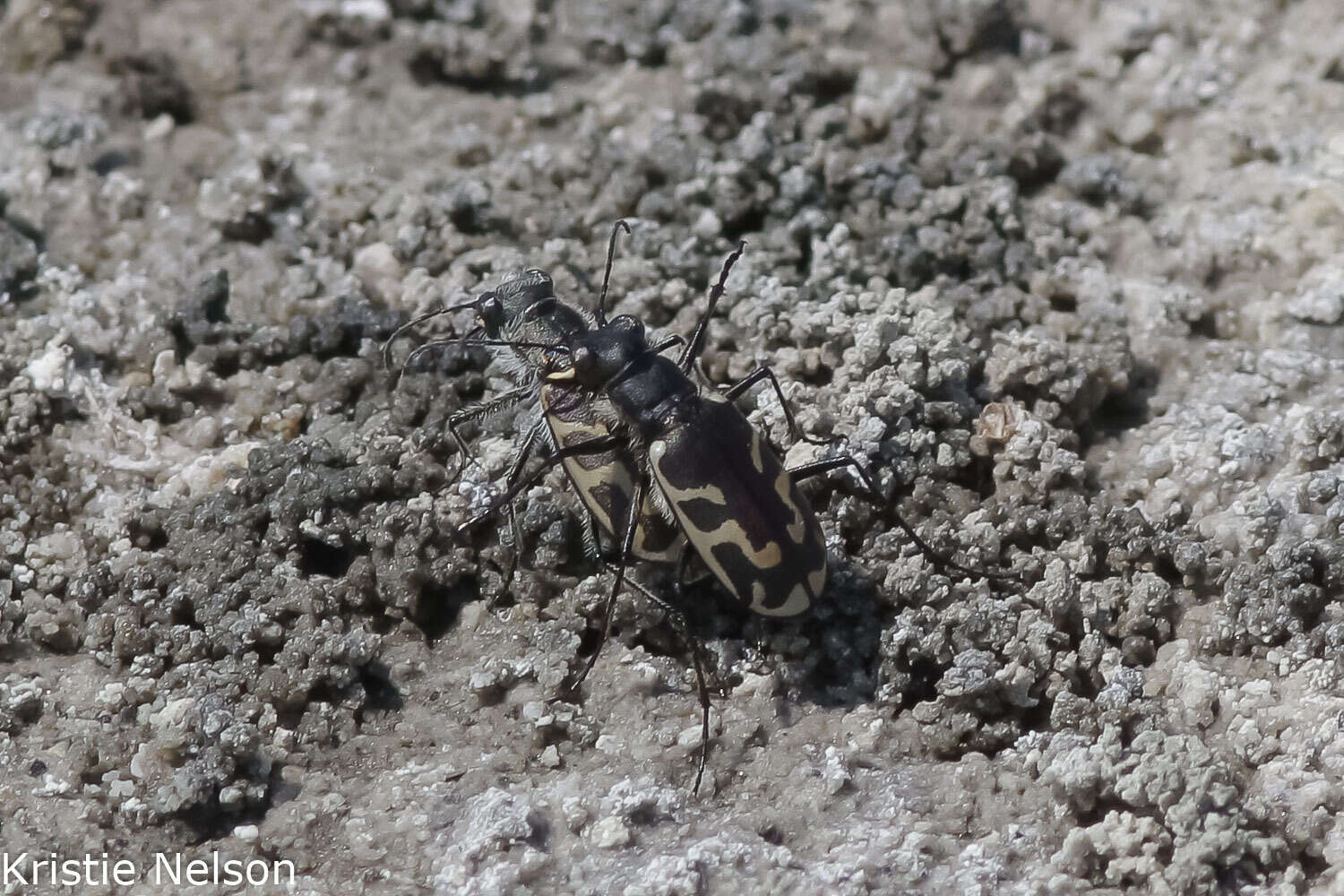 Image of Short-legged Tiger Beetle