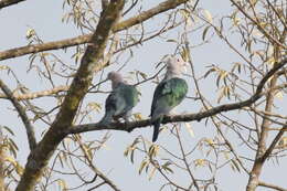 Imagem de pombo imperial verde