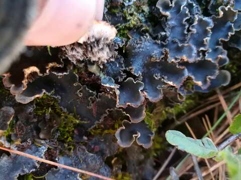 Image of felt lichen